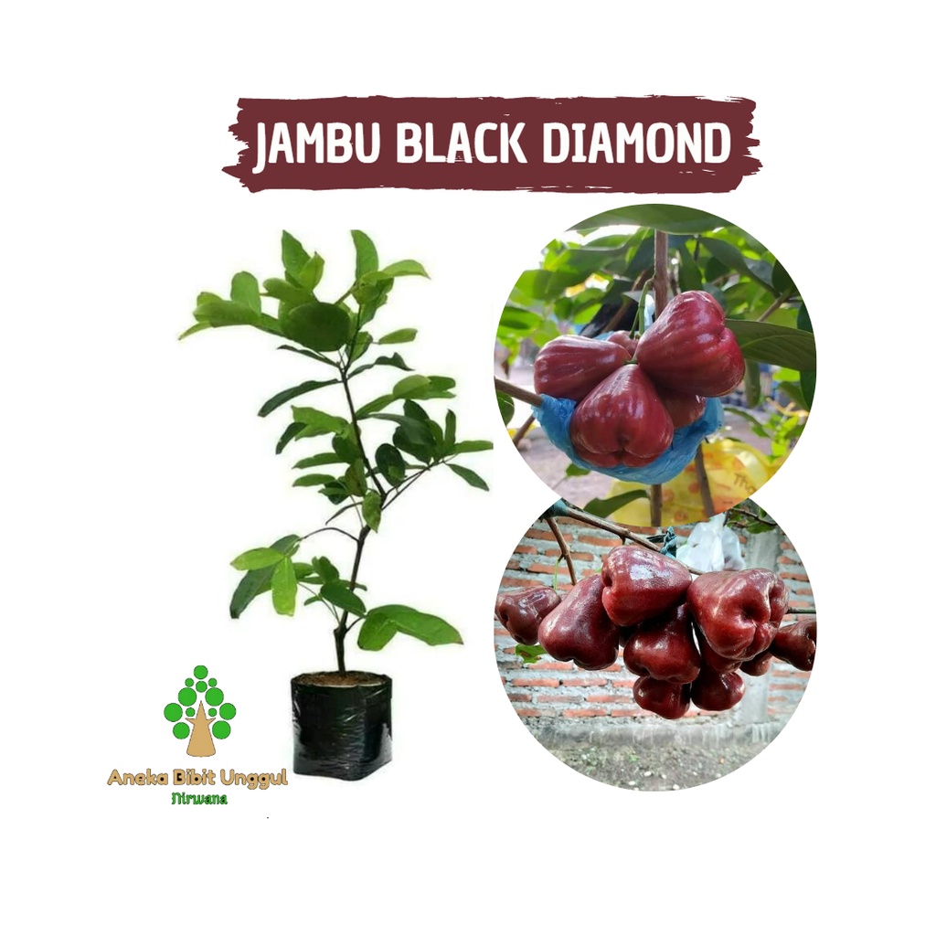 BIBIT BUAH JAMBU BLACK DIAMOND- BIBIT JAMBU BLACK DIAMOND - BIBIT JAMBU AIR