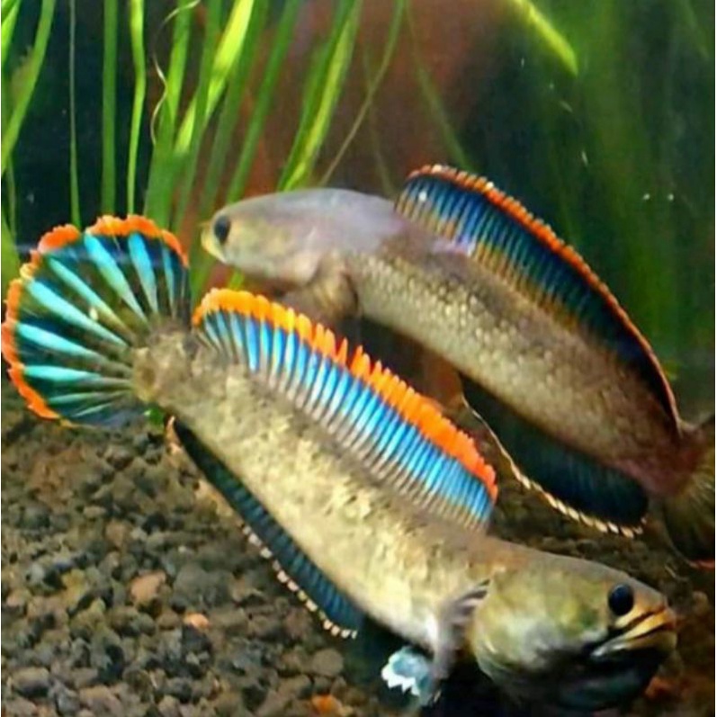 ikan  hias chana Limbata size 10-11cm.. ikan jenis predator