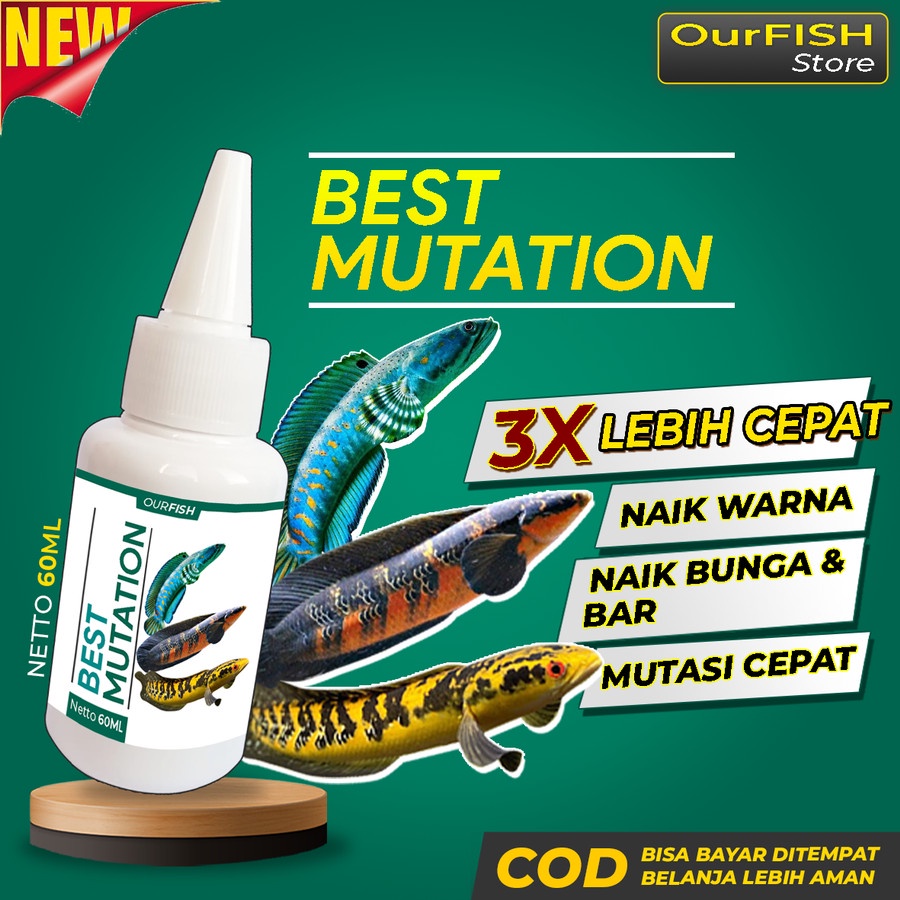 BEST MUTATION Obat Mutasi Ikan Channa Vitamin Ikan Channa Maru Barca Asiatica Andrao Yellow Sentarum Auranti Maculata Limbata