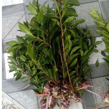 (BISA COD) BIBIT BONSAI FICUS ELEGAN 20-25cm