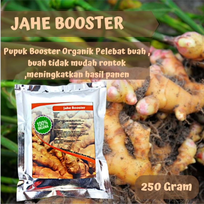 Pupuk organik booster penyubur tanaman jahe agar mudah berbuah lebat booster perangsang jahe organik