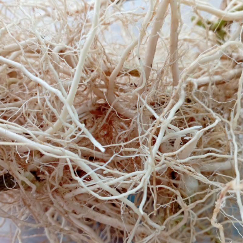 

Akar Kucing Segar/Akar Daun Anting Anting 100gram