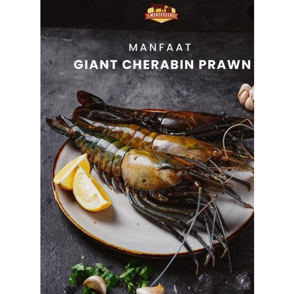 Giant Cherabin Jumbo Prawn  (Udang Galah)