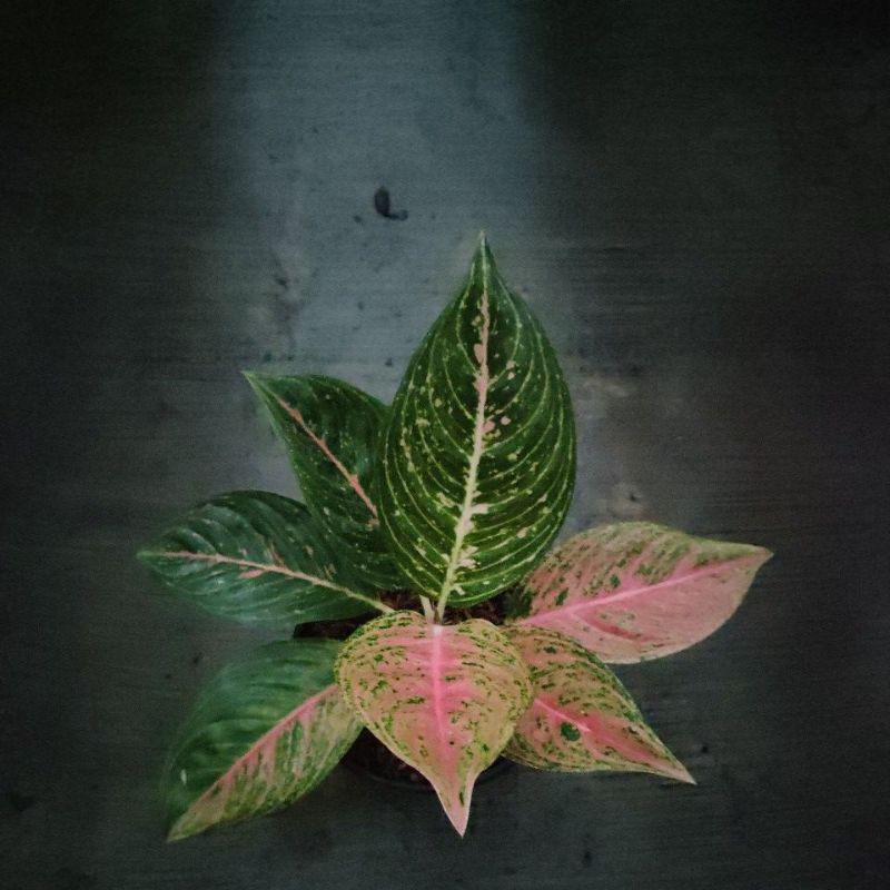 Aglonema Sexy Pink Remaja