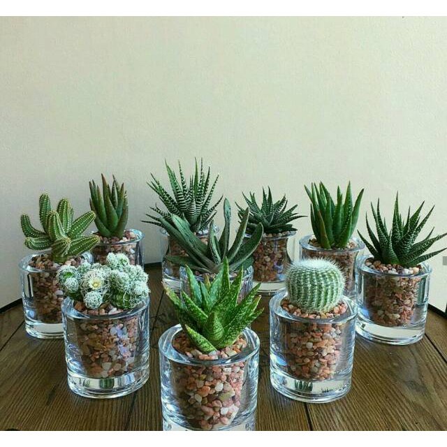 Terrarium Gelas Mini Tanaman Hias Kaktus Sekulen Hidup Hiasan Dekorasi Meja Rumah Cantik