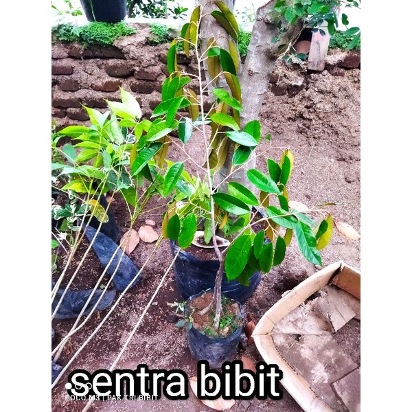 Bibit durian musangking kaki 3