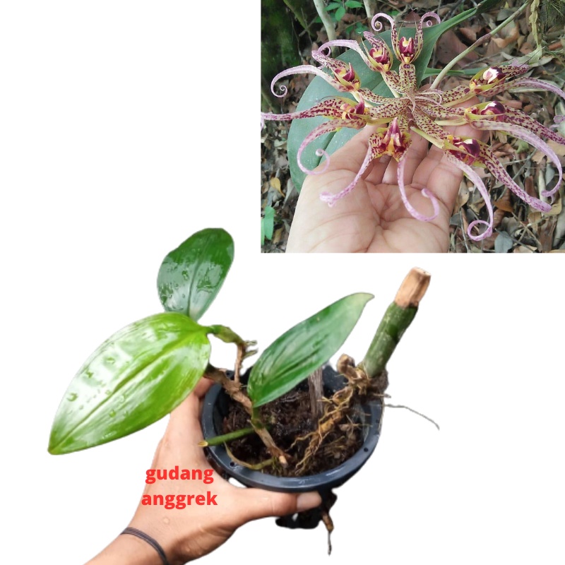 anggrek dewasa bulbophyllum binnendijkii berbunga cantik