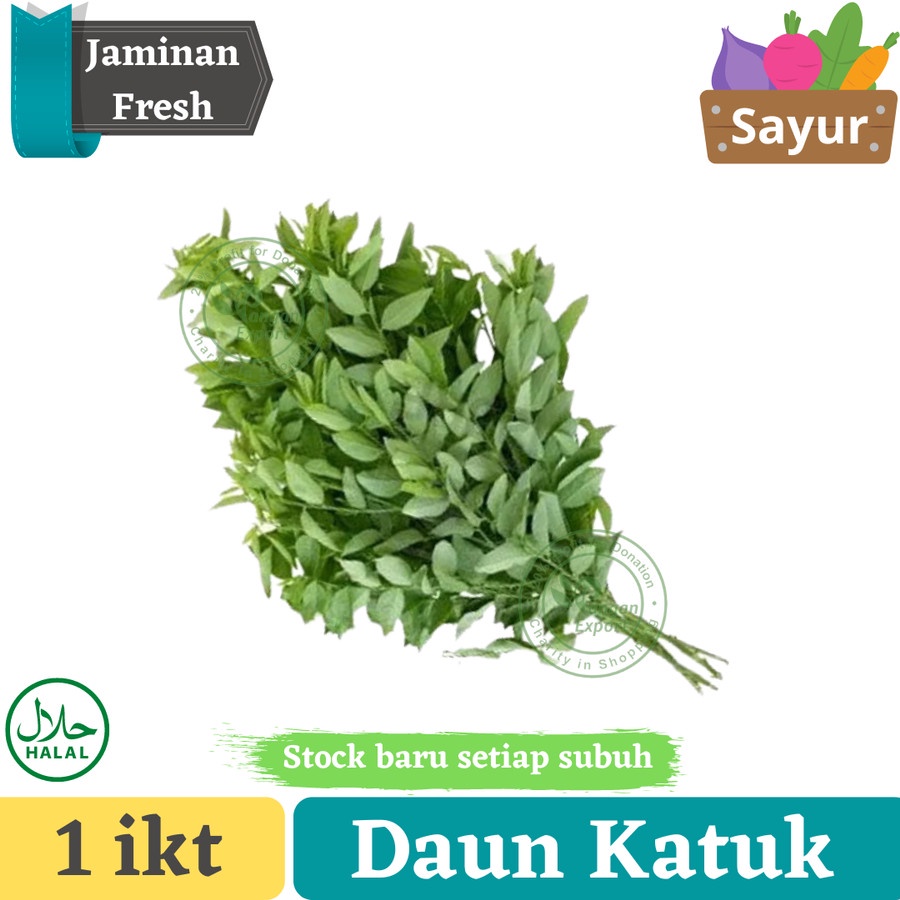 

Daun Katuk Pelancar Asi , Daun Katuk Segar Asi Booster
