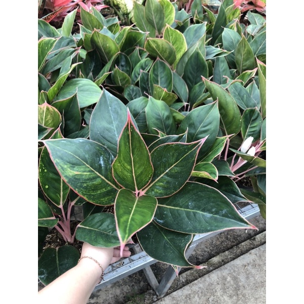 Aglaonema Flamingo Jumbo