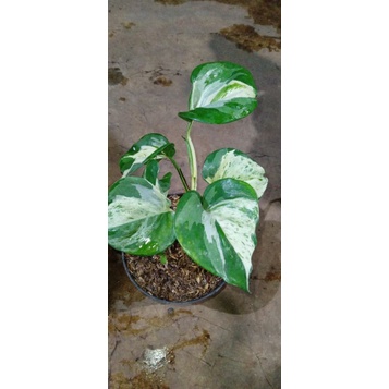 tanaman rambat manjula