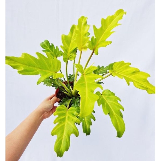 Tanaman hias philodendron xanadu golden