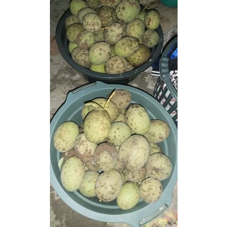 

buah bacang atou limus muda fres per 1kg