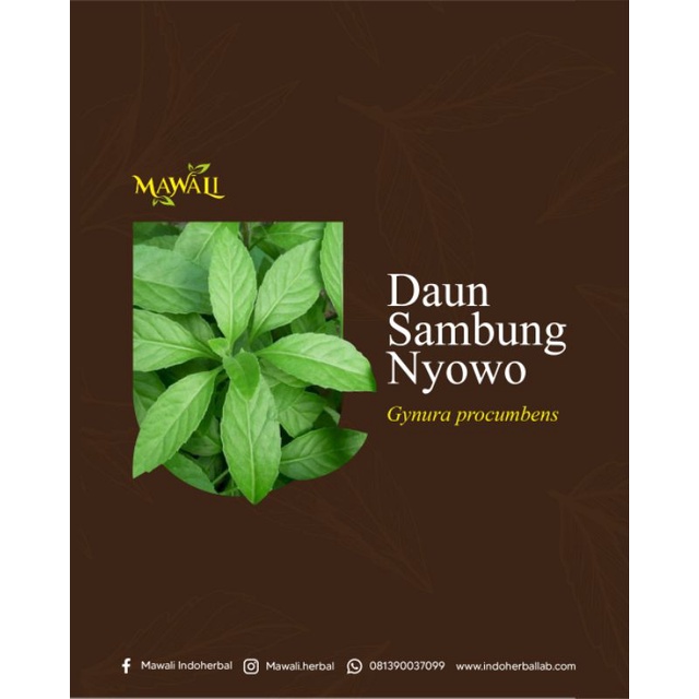 

MAEALI HERBAL TEH SAMBUNG NYAWA