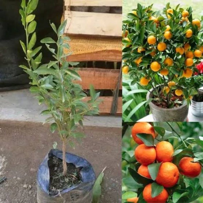 Terlaris Bibit Tanaman Jeruk Santang Madu UNGGULAN