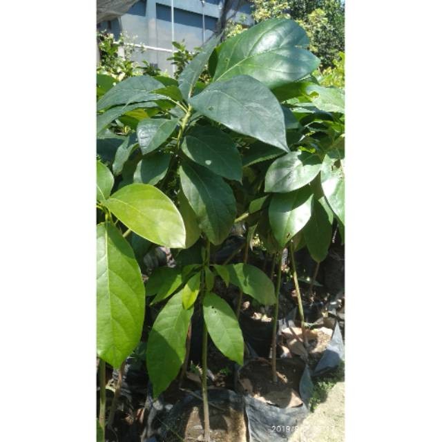 New Bibit Tanaman Buah Alpukat Non Biji Alpukat Tanpa Biji UNGGULAN