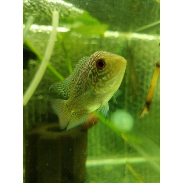 

IKAN LOUHAN GOLDEN BASE