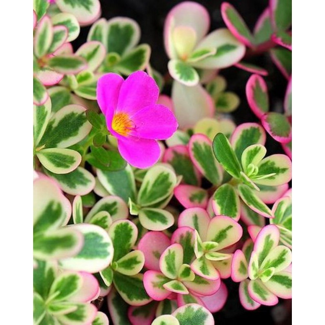 tanaman hias portulaca krokot varigata pink