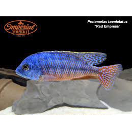 Hiasan Akuarium Aluonocara Red Empres Siklid Afrika