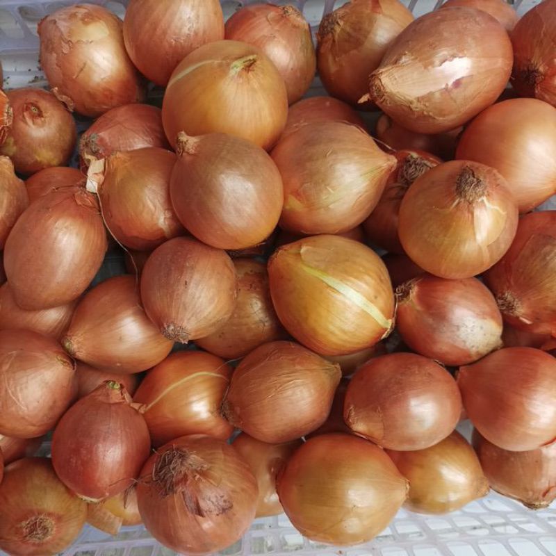 

bawang bombay