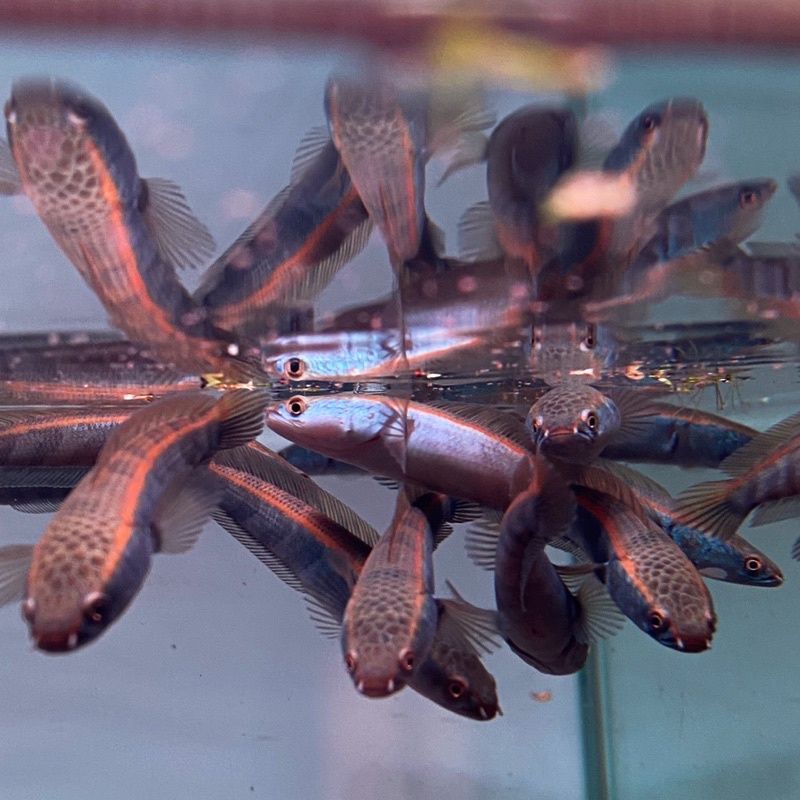 RED MARU / RED BARITO / RED PANGKALAN BUN - GRADE A (ASLI KALIMANTAN TENGAH) 3-12 CM