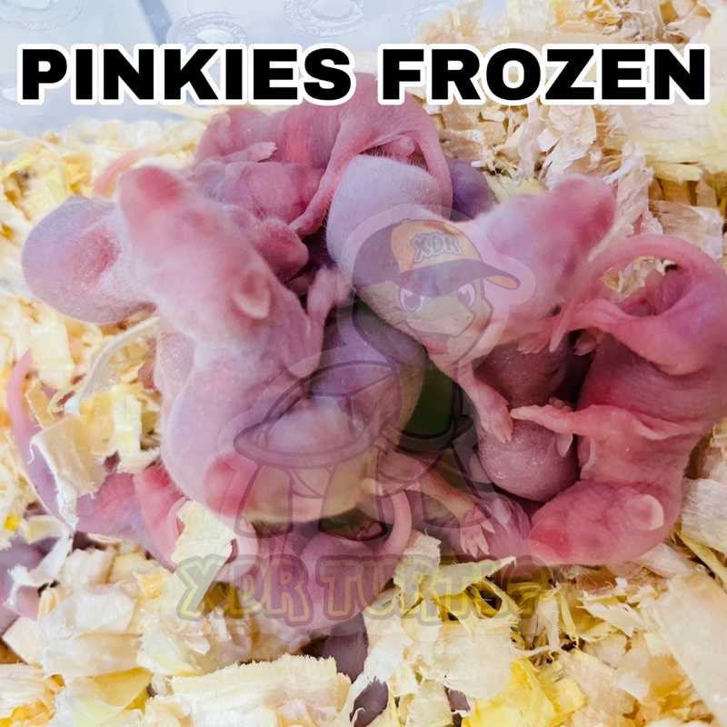 Ay00 PINKIES FROZEN ANAK TIKUS BEKU MAKANAN ULAR KADAL BIAWAK BEARDED DRAGON