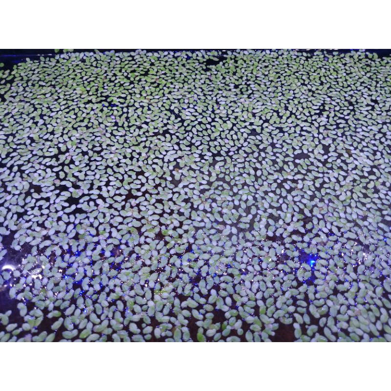 Tanaman Air Mata Lele / Duck Weed / Lemna Spirodela