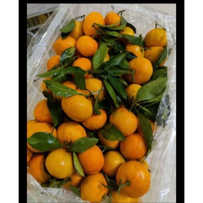

JERUK SHANTANG MADU DAN JERUK SHANTANG DAUN 1KG