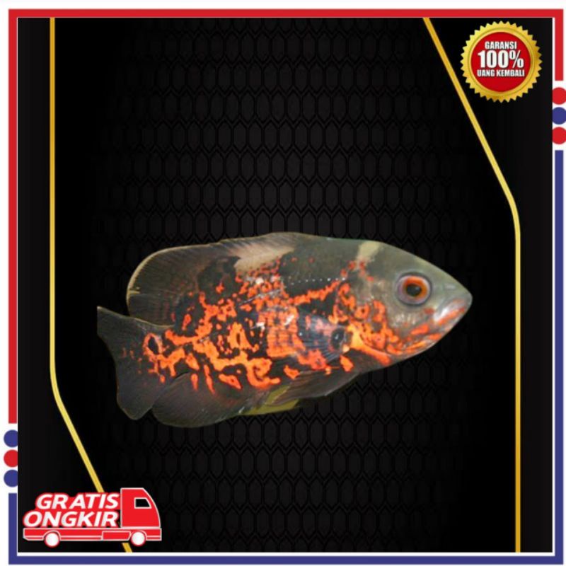 Oscar batik/oscar tiger batik