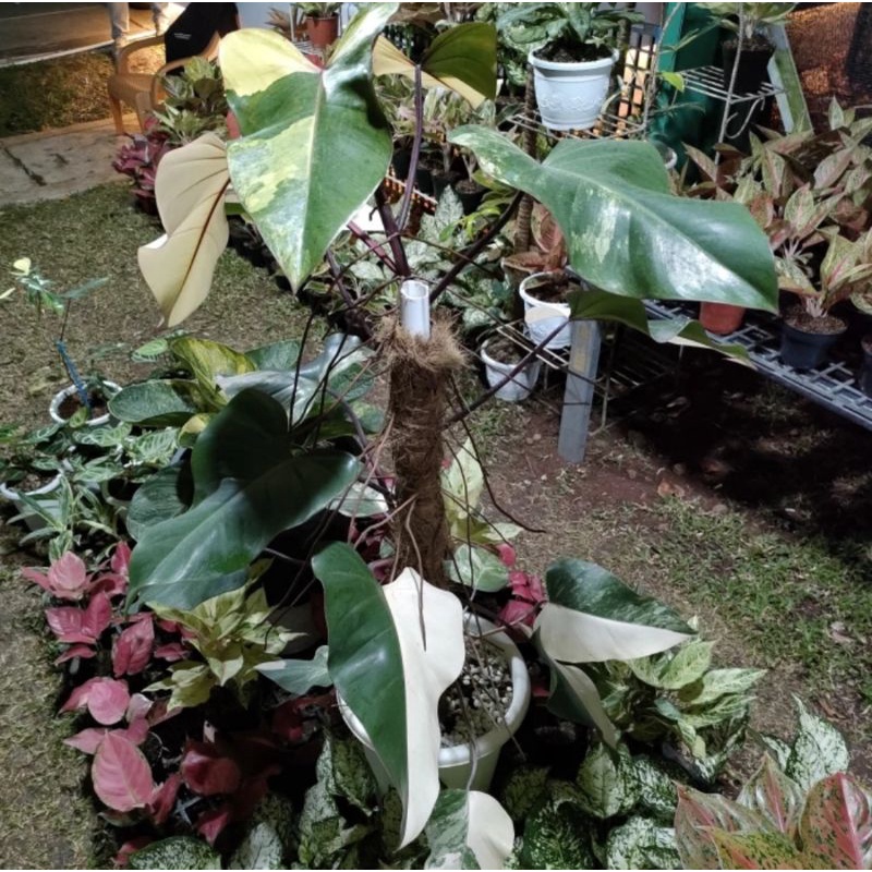 Philodendron Strawberry shake