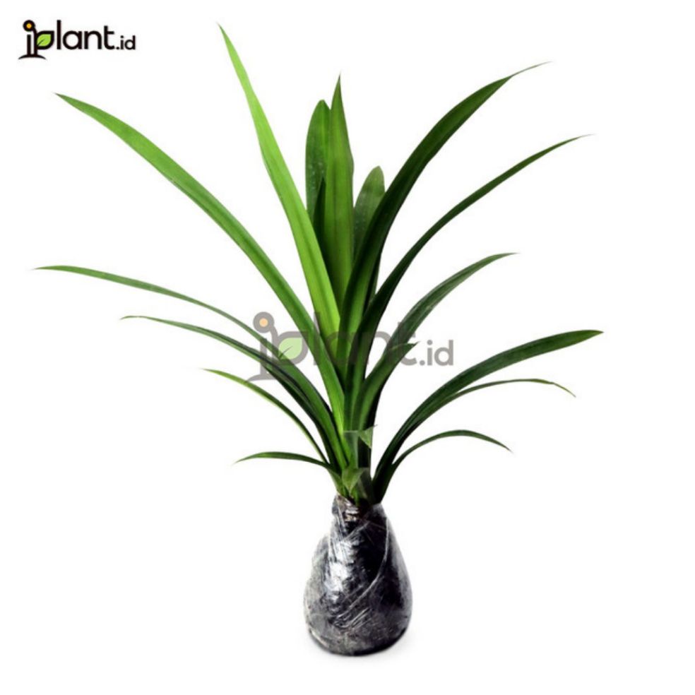 tanaman pandan wangi / tanaman daun pandan wangi / pohon pandan wangi / daun pandan wangi