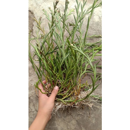 tanaman hutan anggrek huperzia. anggrek langka, anggrek hutan