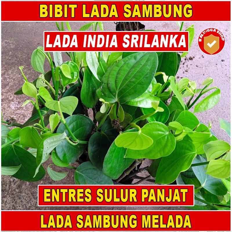 17 Bibit Lada India Sambung Melada