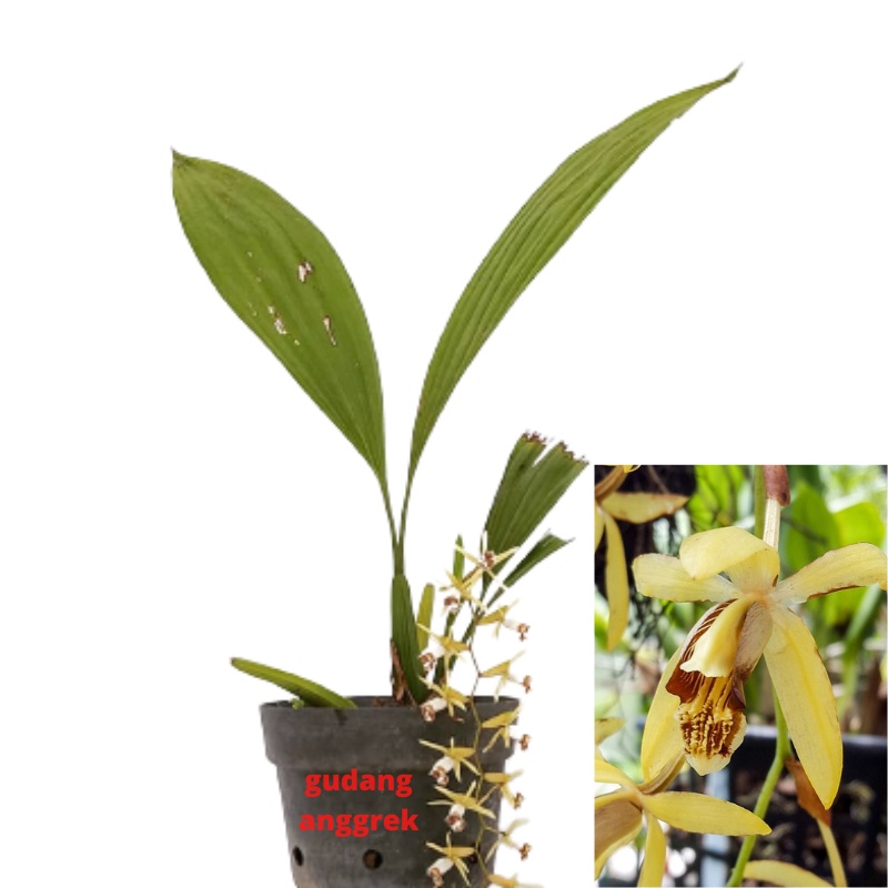 anggrek murah Coelogyne toemntosa dewasa rumpun jumbo