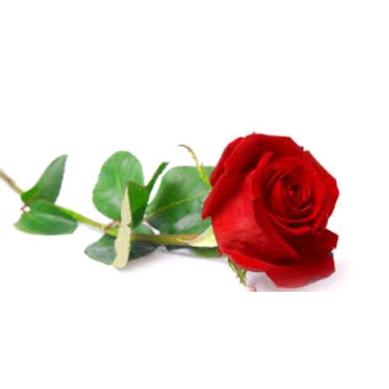 Bibit bunga mawar merah ( batang stek potong)