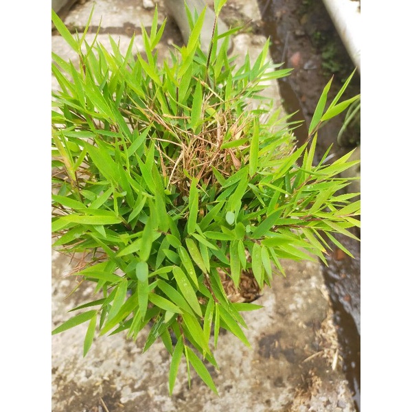 Tanaman bambu mikro/bambu mini