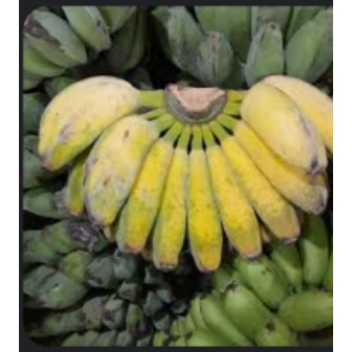 

Pisangkepok