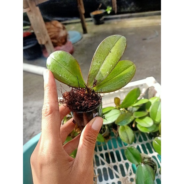 seedling anggrek bulan