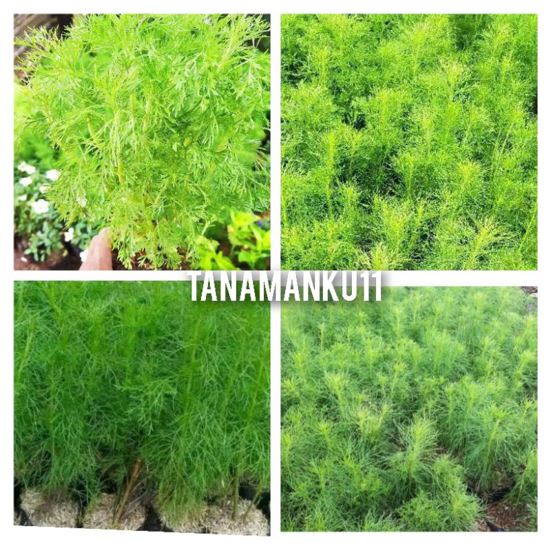 tanaman Cemara air Cemara pagar segar rimbun