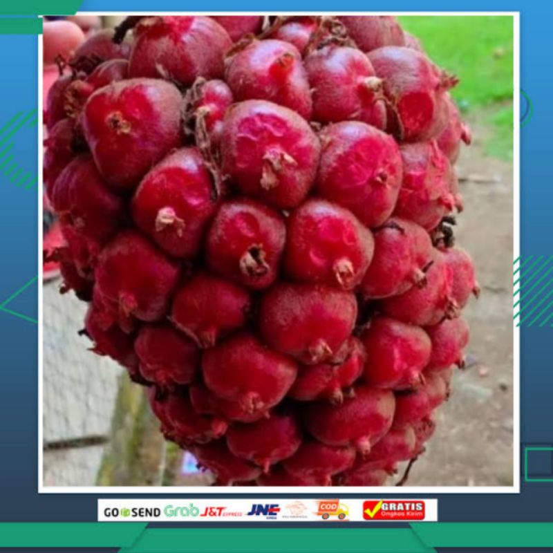 

Jual buah honje segar