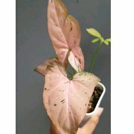 syngonium pink emerald