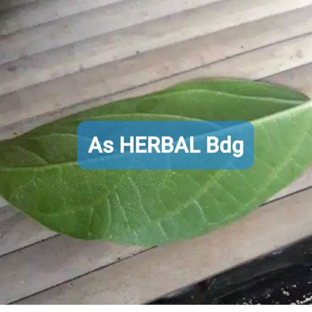 

Daun cincau segar harga perlembar-az