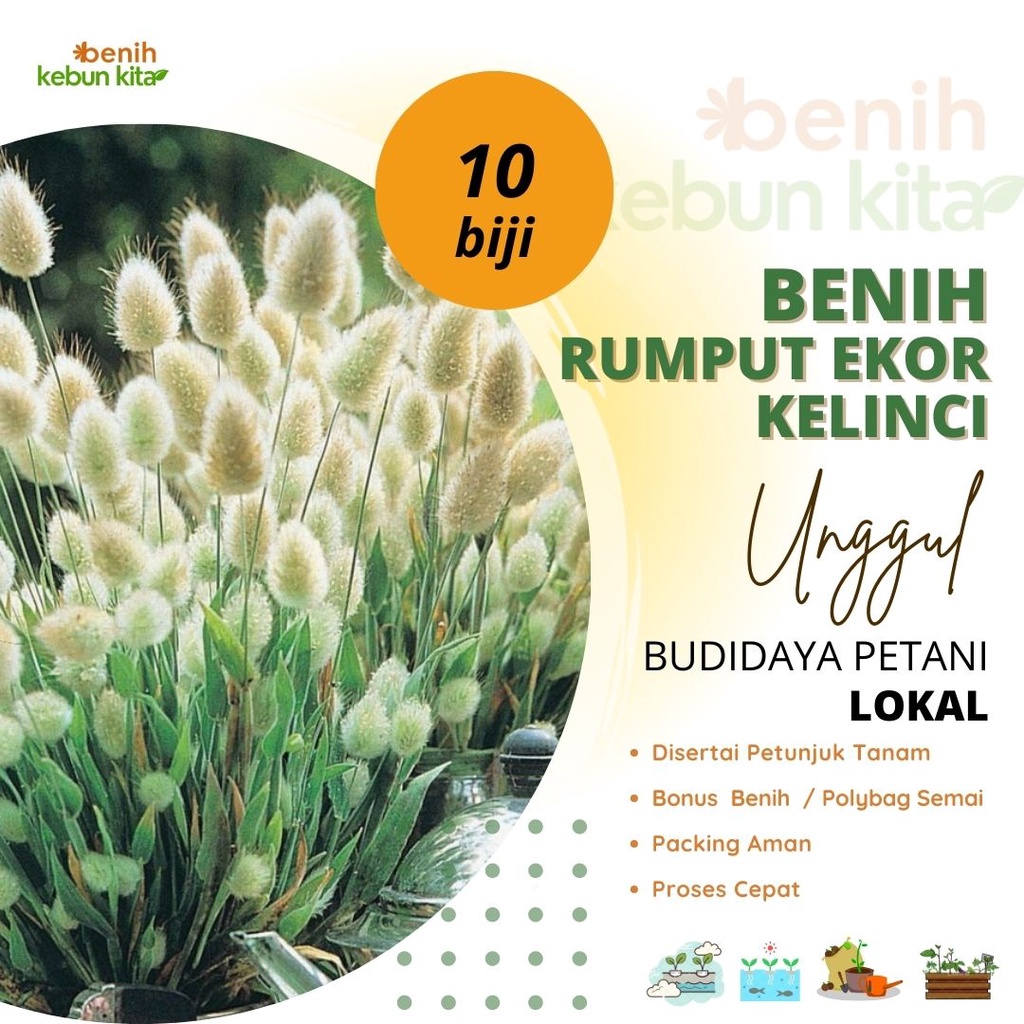 Beni Biji Bibit Bunga Rumput Ekor Kelinci Bunny Tail Benih Tanaman Hias Bunga Lagurus Ovatus Premium Import
