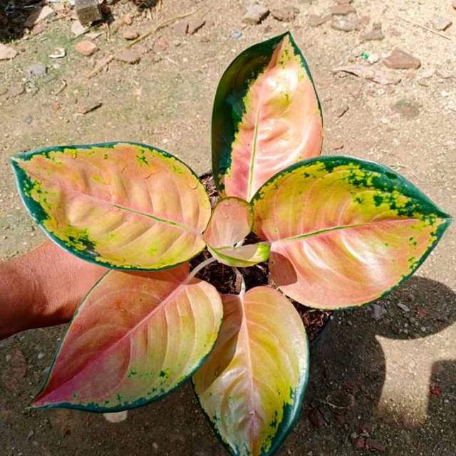 Aglonema Sultan Brunei Dewasa / Aglo SB