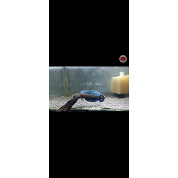 CHANA ANDRAO BAHAN KONTES