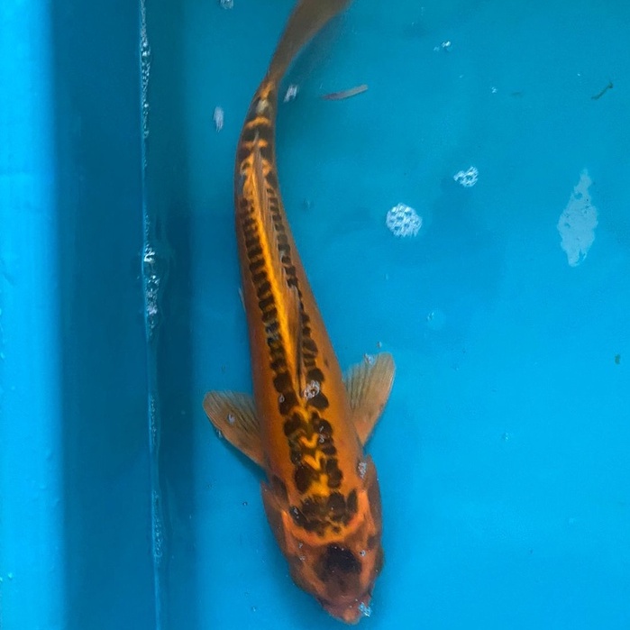 IKAN KOI KIKO Blitar 21-25cm Grade A+