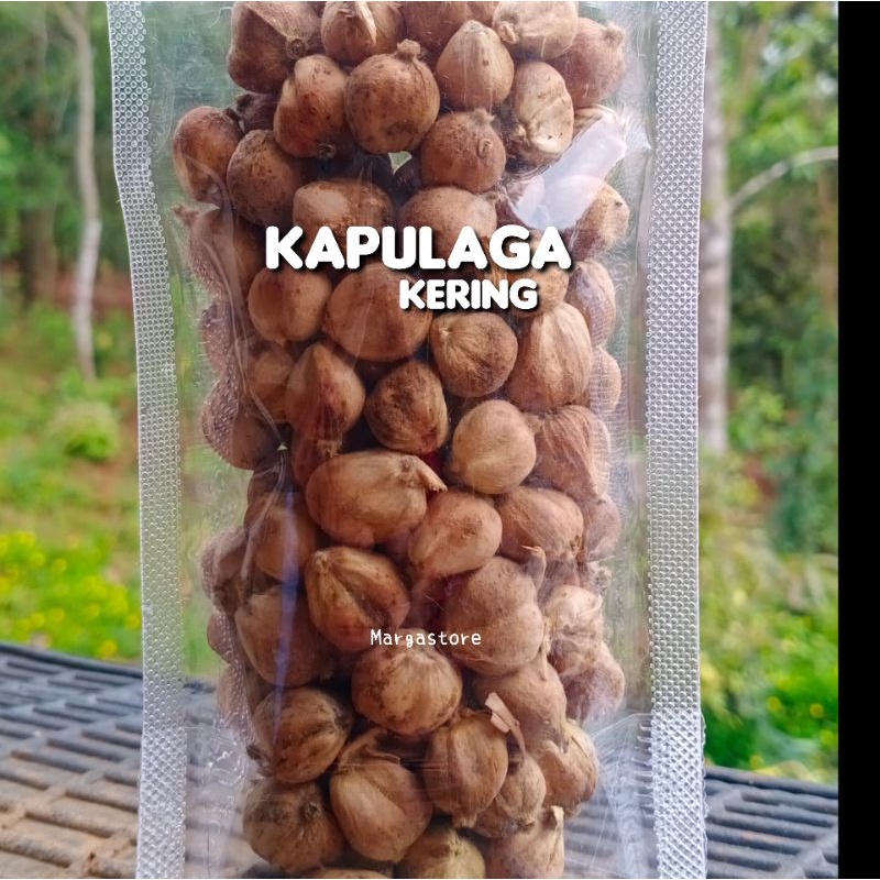 

Kapulaga Kering 250gr Kapulaga Jawa True Cardamom Kapulaga Premium Kapolaga/Kapulaga 250gr Kapulaga Organik Kapol