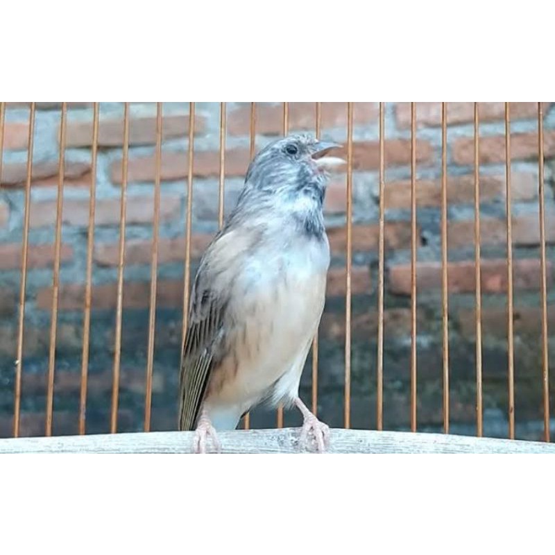Burung Blackthroat Jantan Gacor atau Betina Siap kawin Produksi Nelor