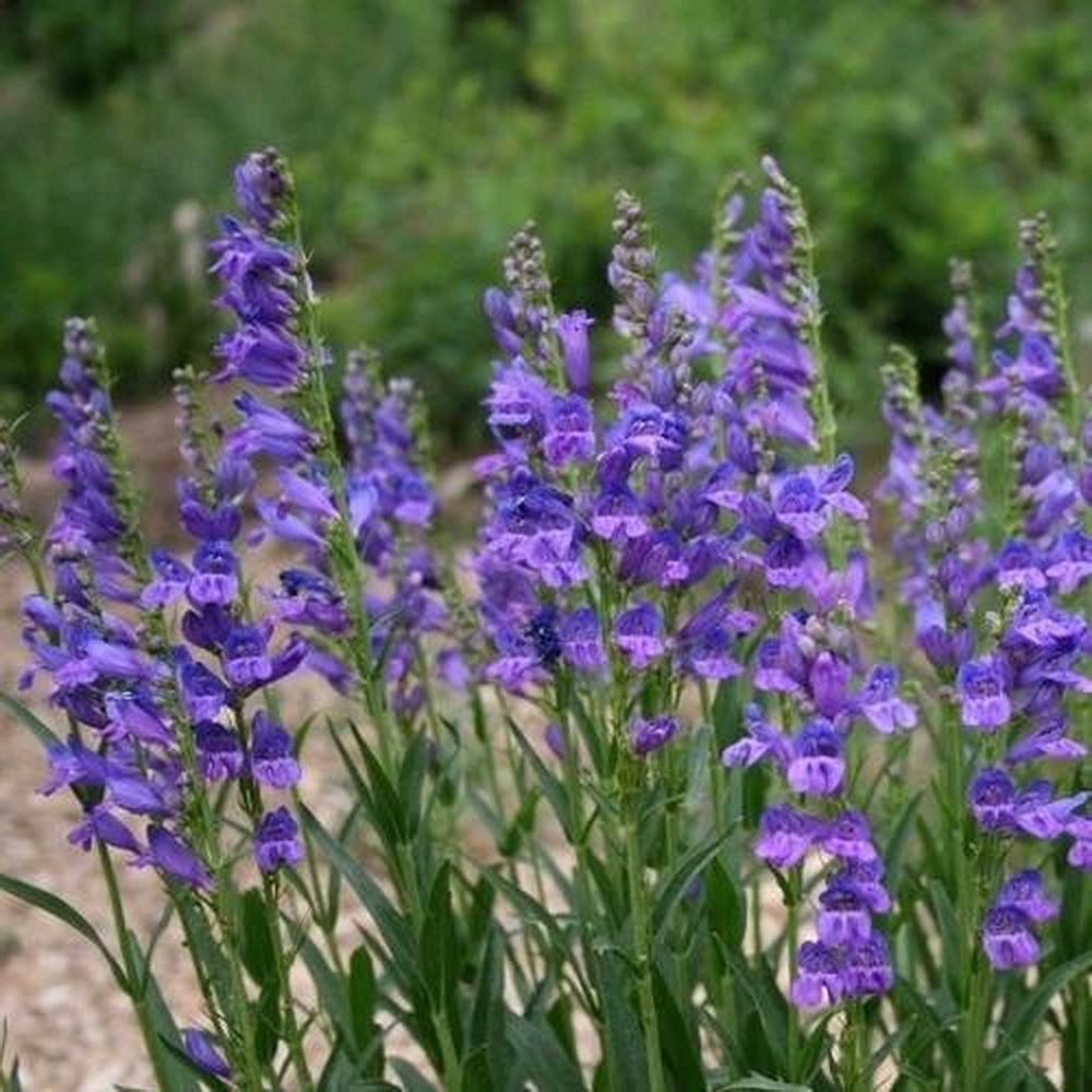 10 Seeds - Penstemon Rocky Mountain Biji Bunga - SR0208