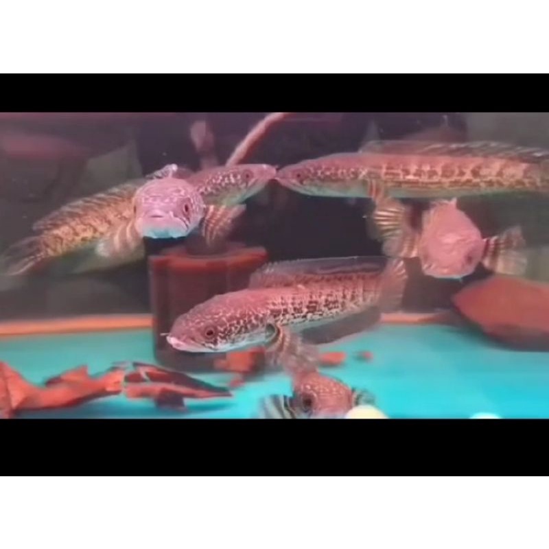 Chana auranti sze 16-20 cm