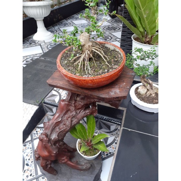 mini bonsai serut dollar dll